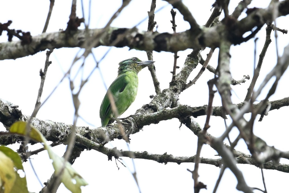 Borneobartvogel - ML618598036
