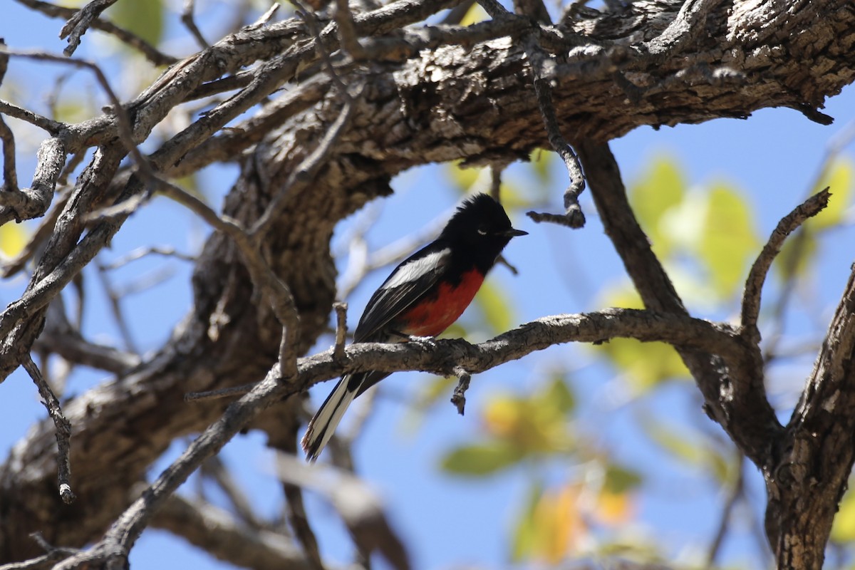 Painted Redstart - ML618598040