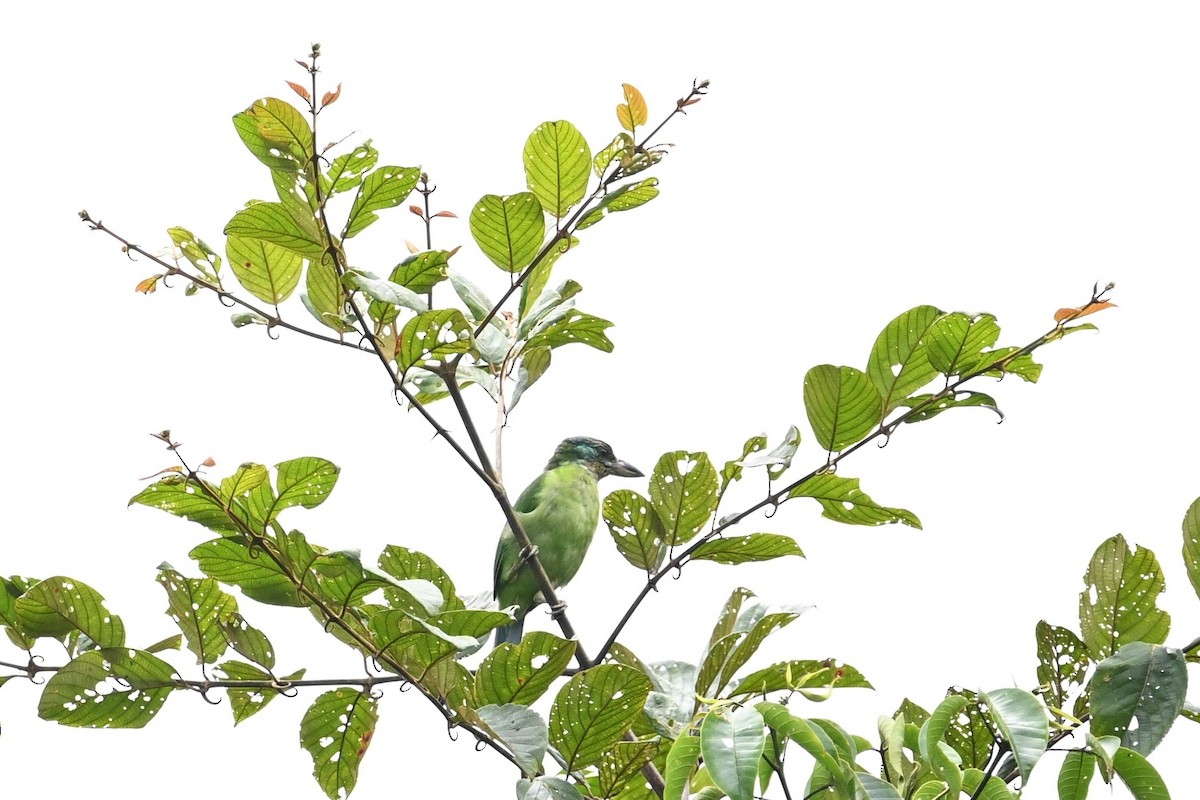 Mountain Barbet - Jacob Lai