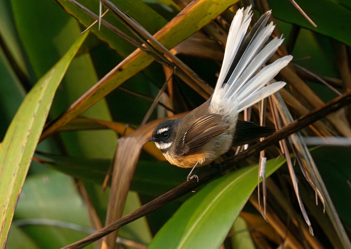 New Zealand Fantail - Miguel  Mejias