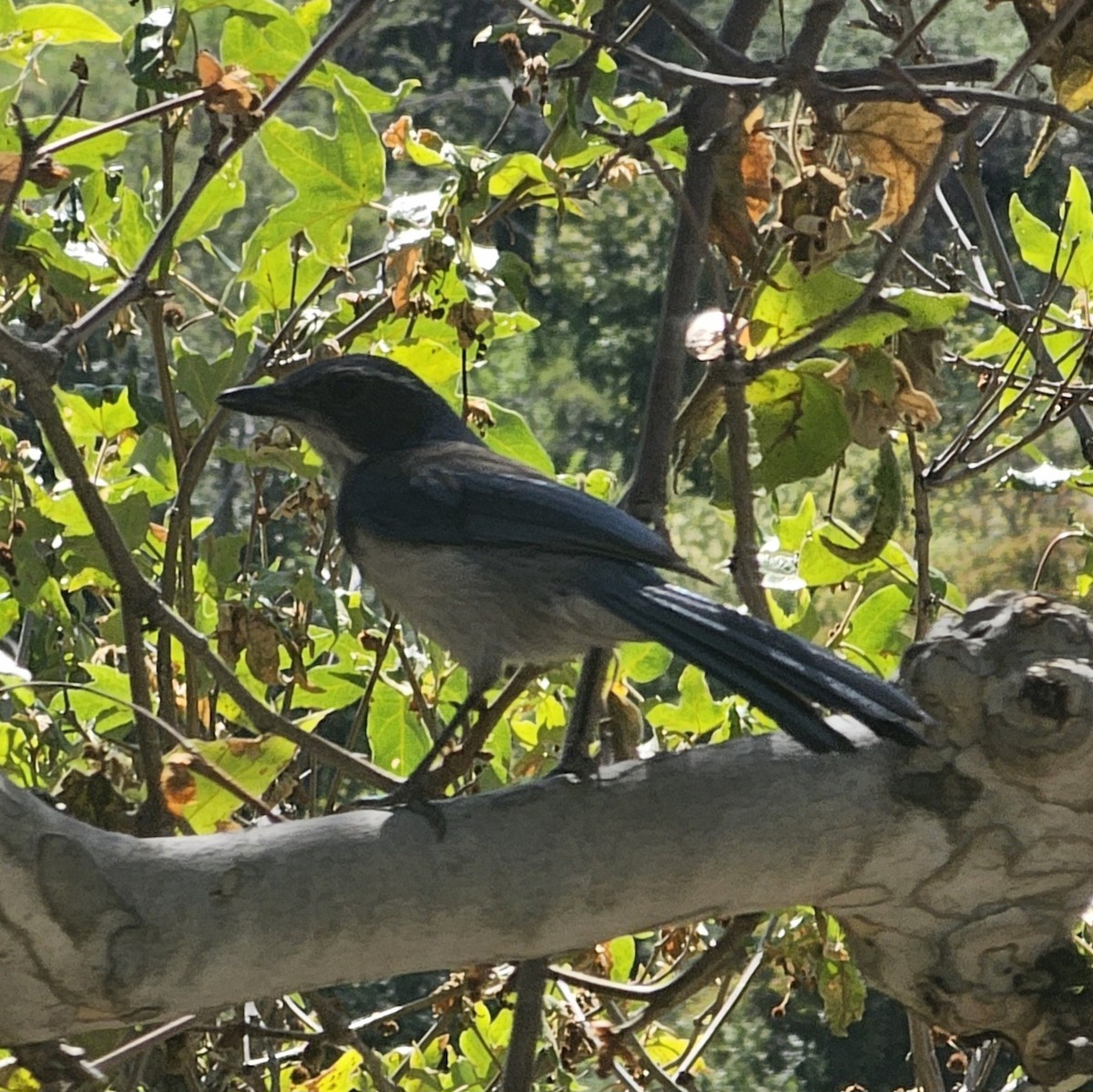 California Scrub-Jay - ML618598053