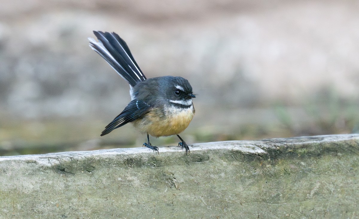 New Zealand Fantail - ML618598054