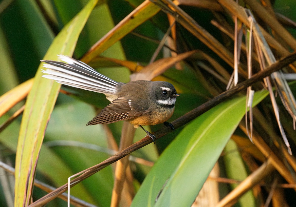 Neuseeland-Fächerschwanz - ML618598055