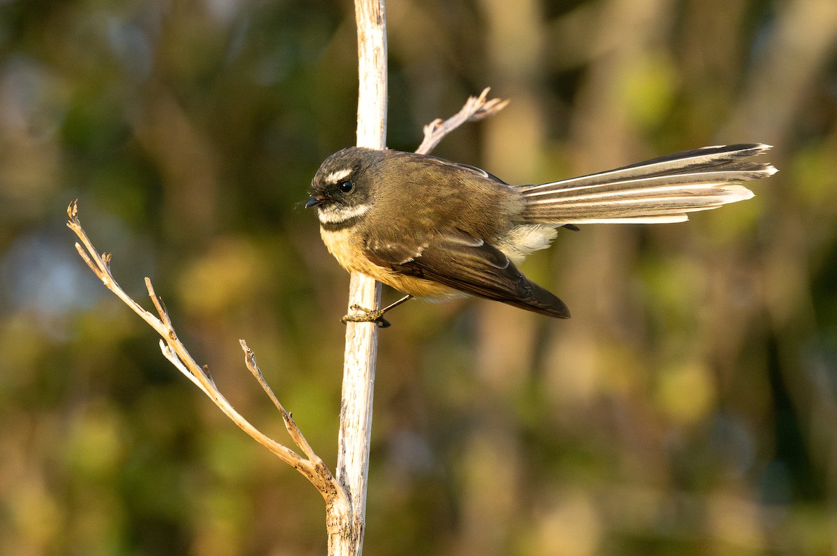 New Zealand Fantail - ML618598056