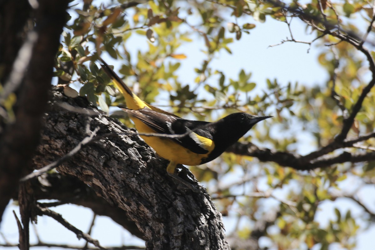 Scott's Oriole - Jake Thompson