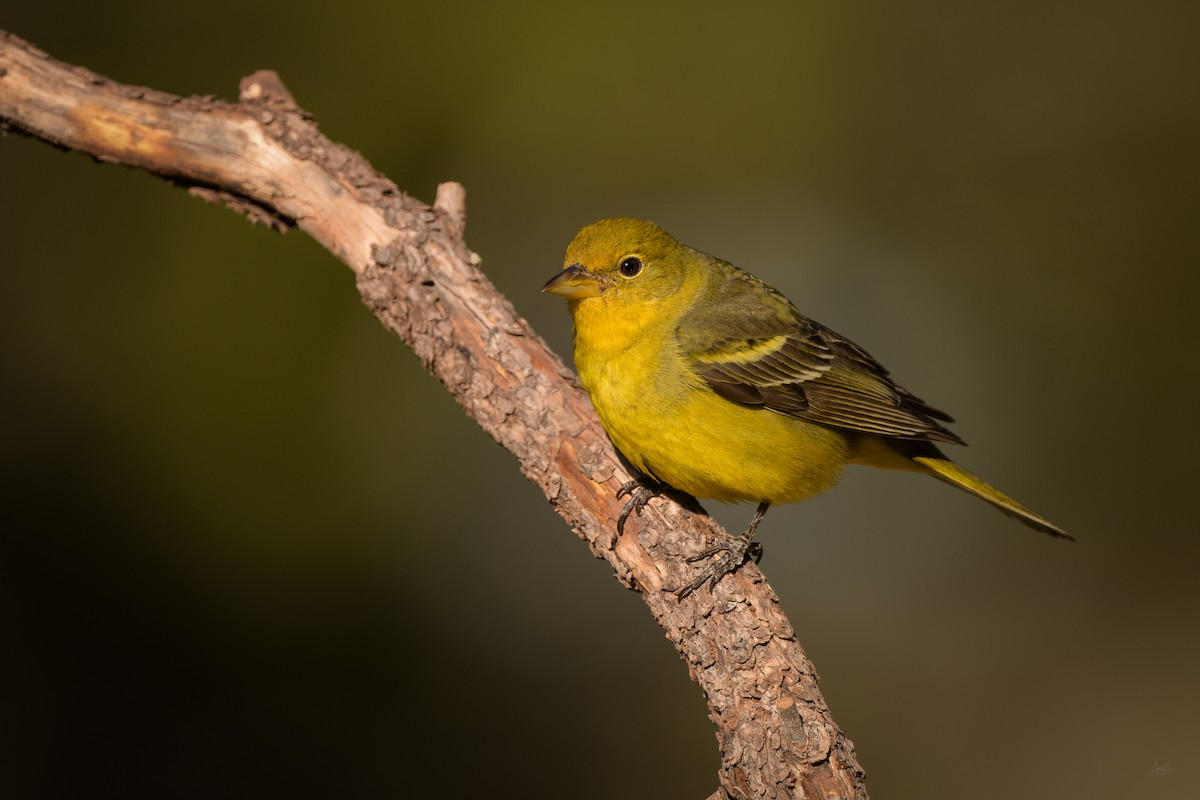 Western Tanager - Daniel Grossi