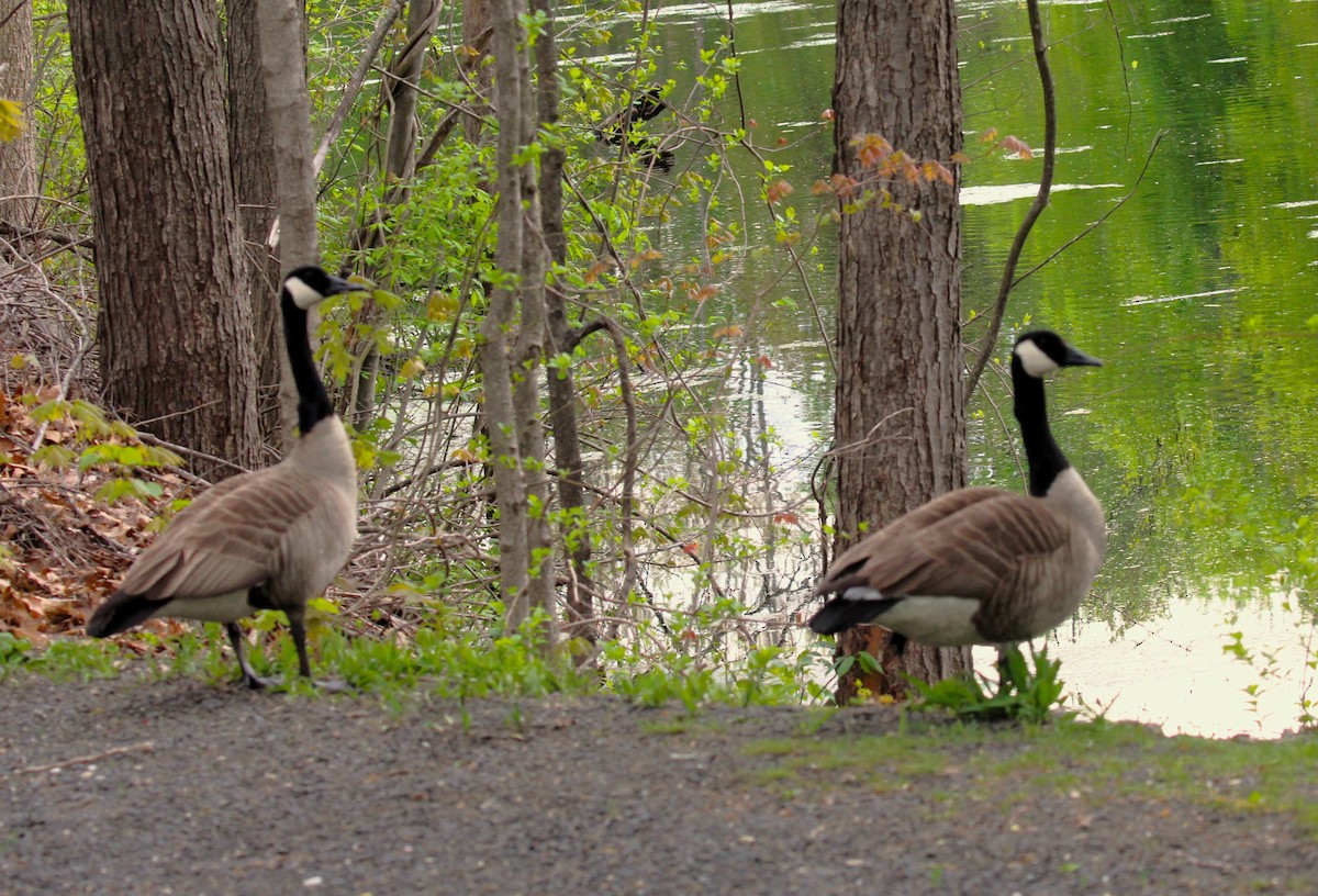 Canada Goose - Theresa Gessing