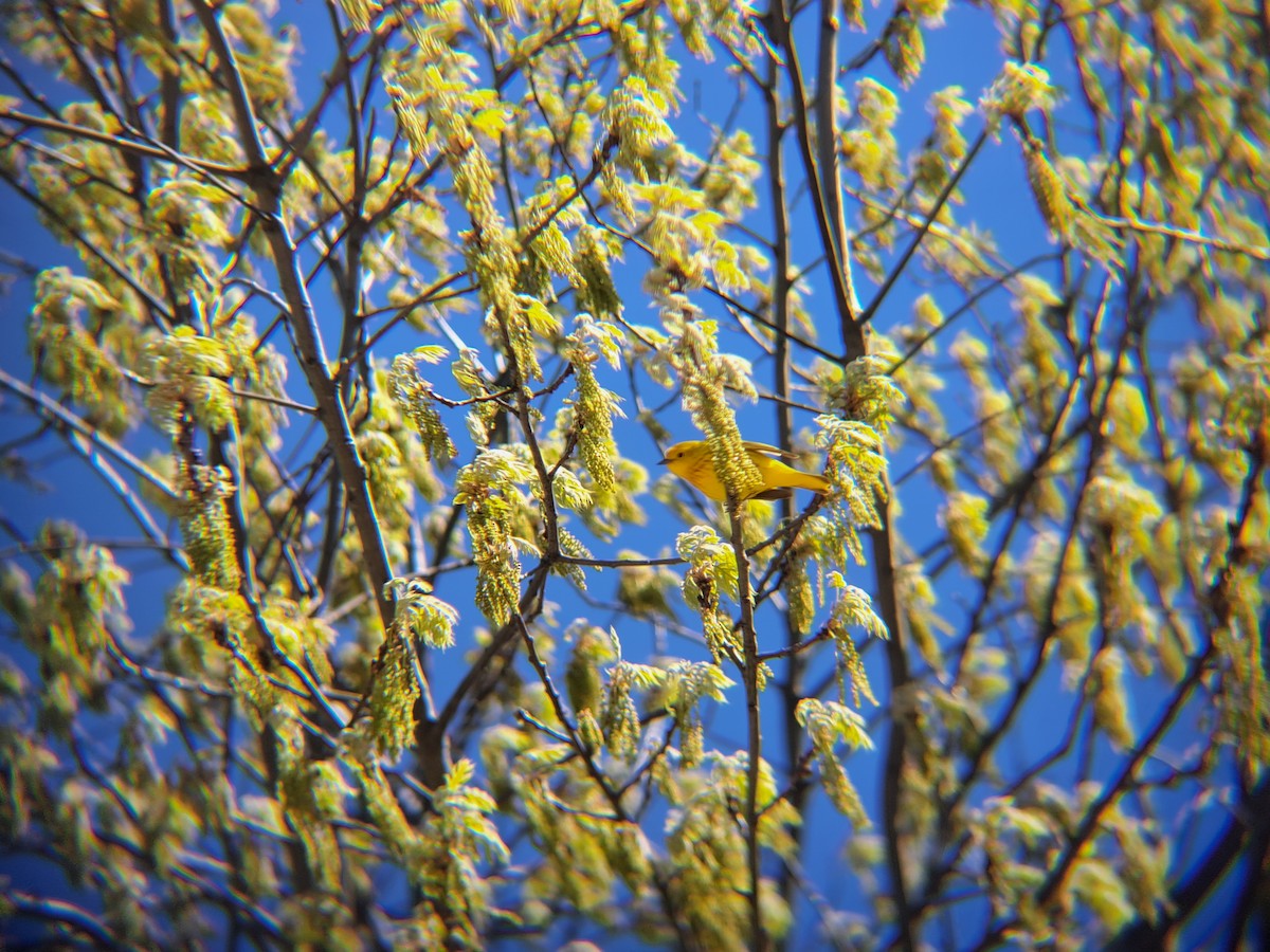 Yellow Warbler - Pierre Hendricks