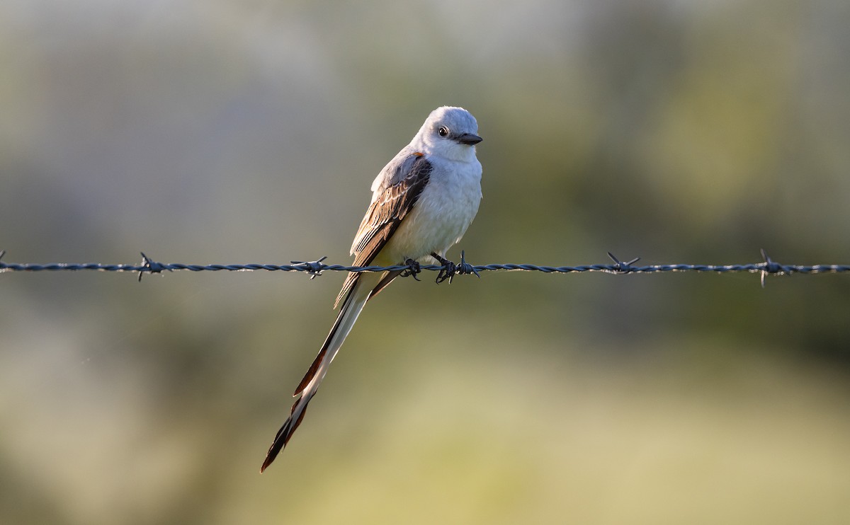 Scissor-tailed Flycatcher - ML618598092