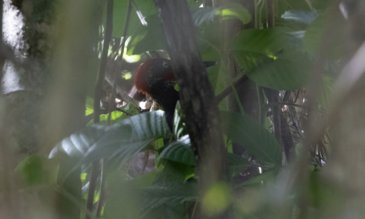 White-bellied Woodpecker - ML618598100