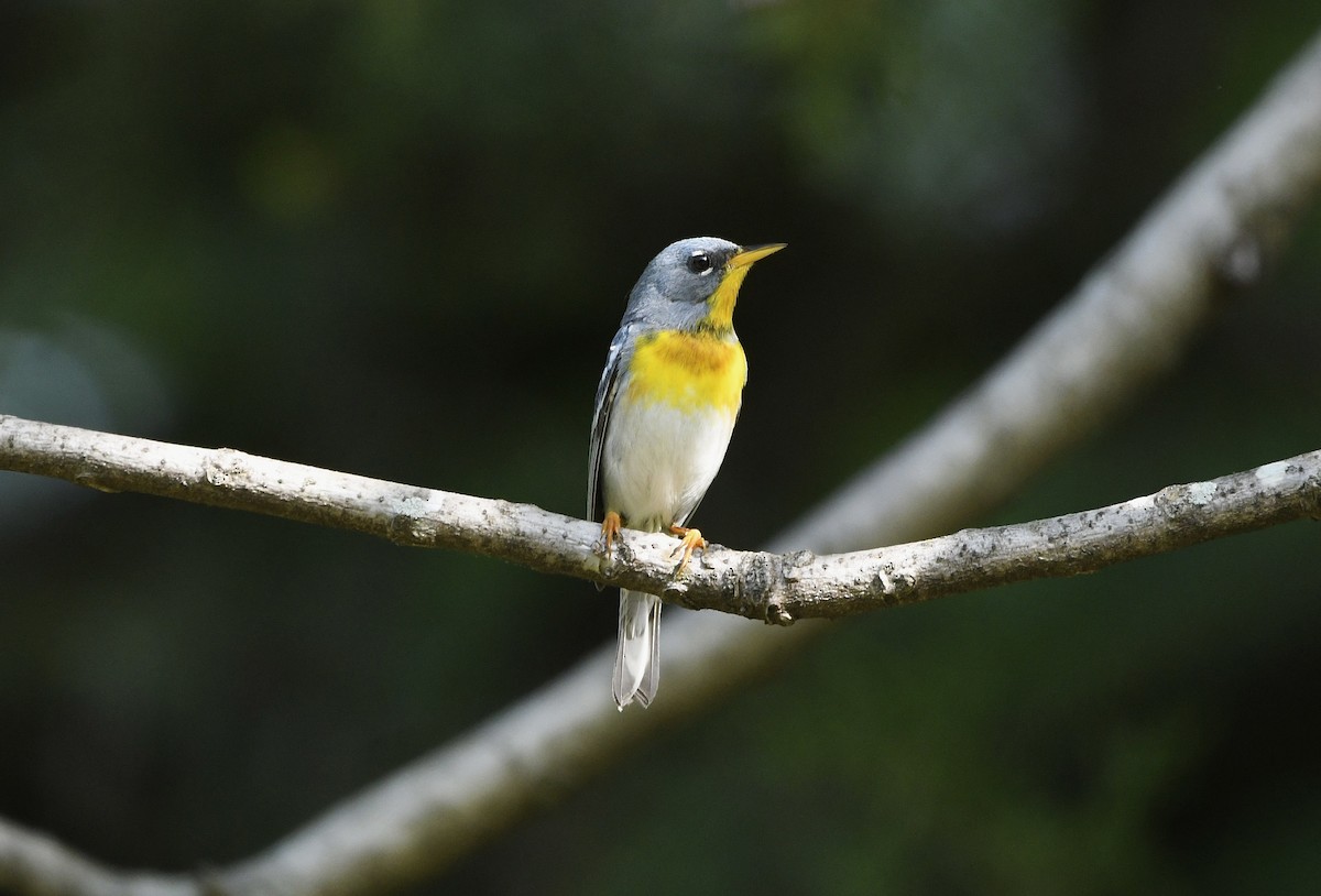 Northern Parula - Claudia Nielson