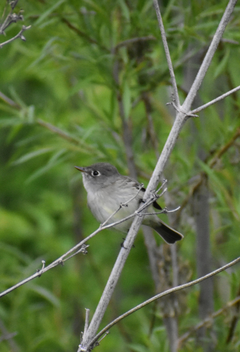 Least Flycatcher - ML618598143