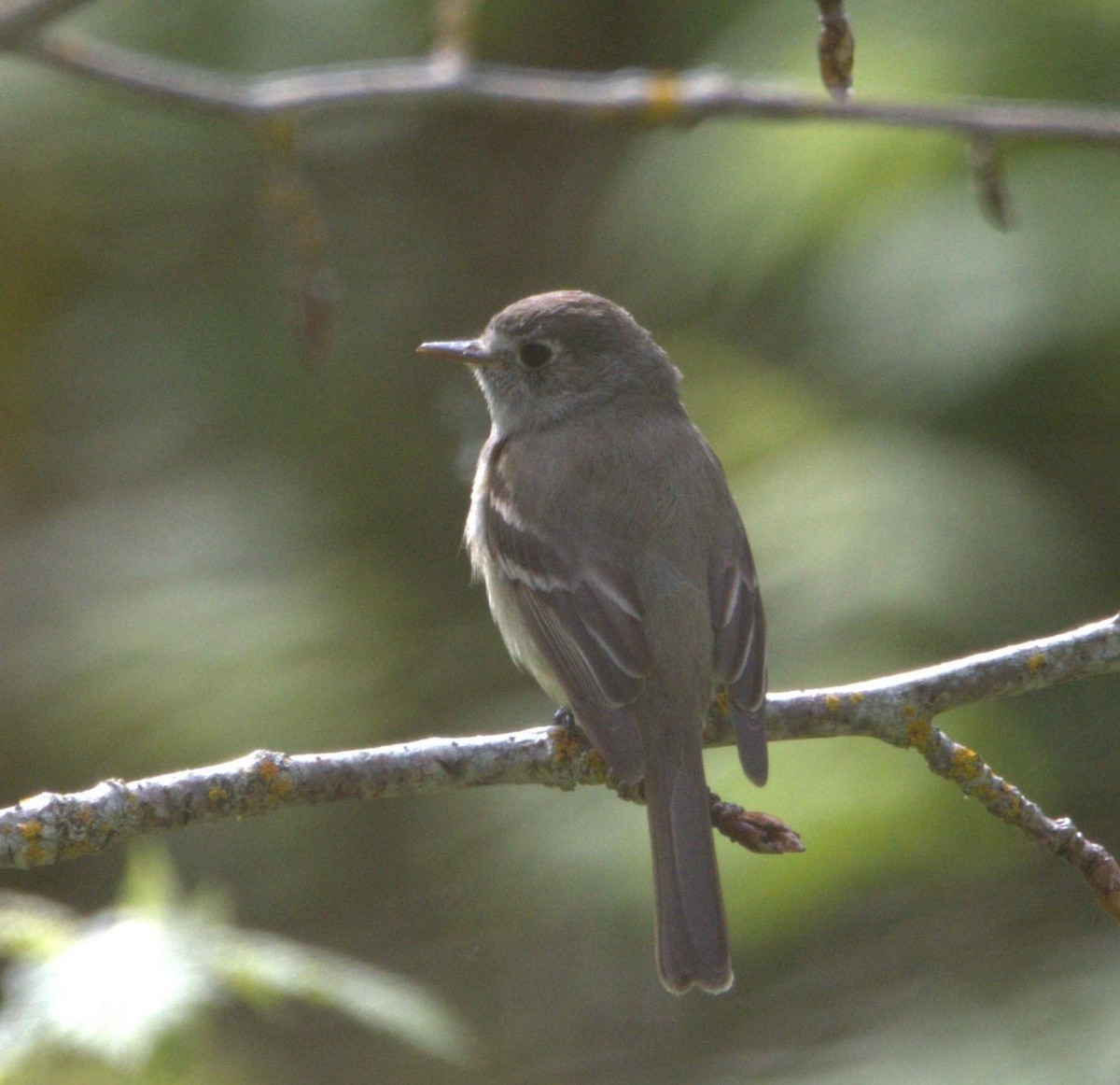 Dusky Flycatcher - ML618598150