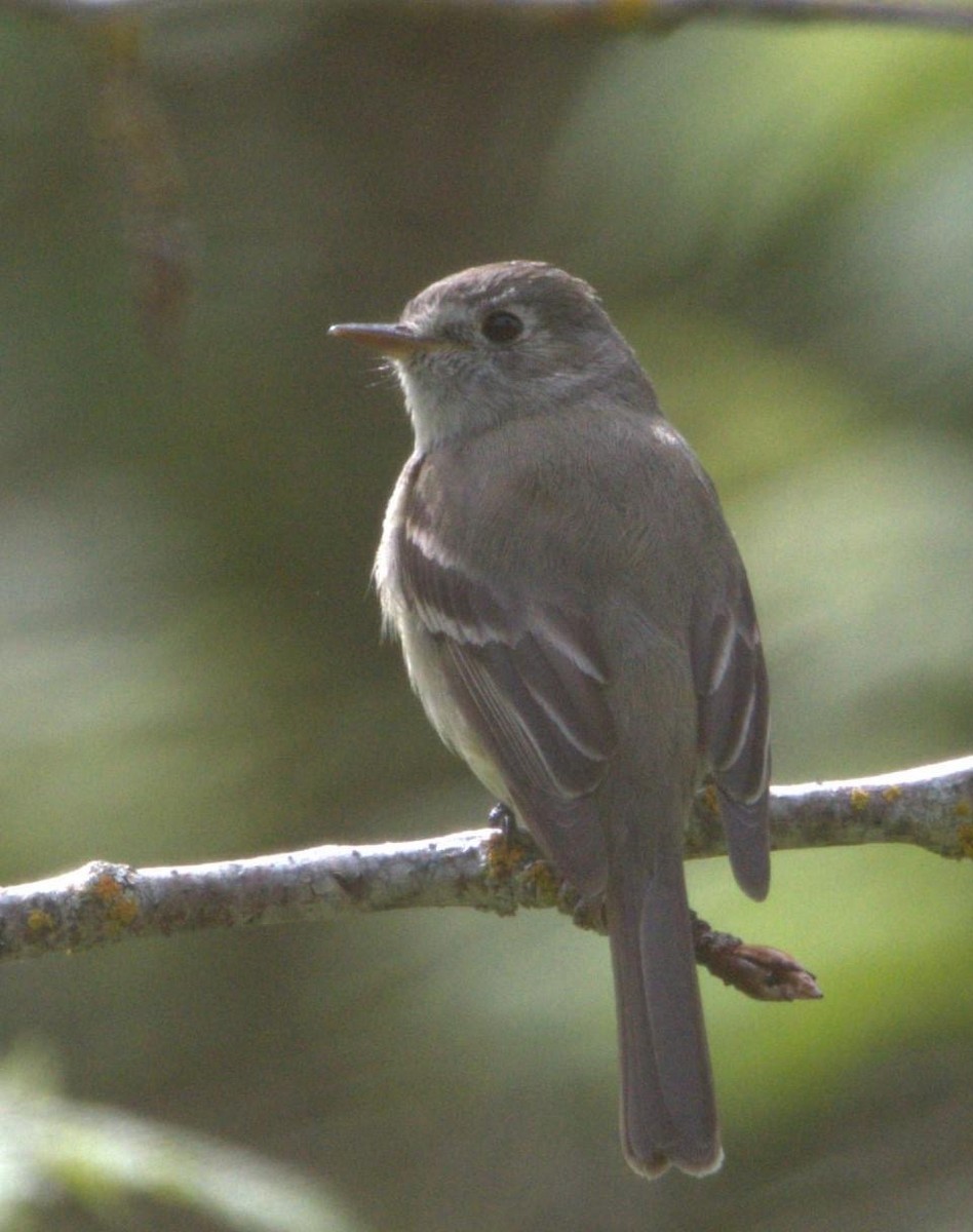 Dusky Flycatcher - ML618598151