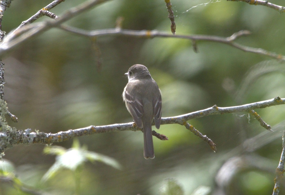 Dusky Flycatcher - ML618598152