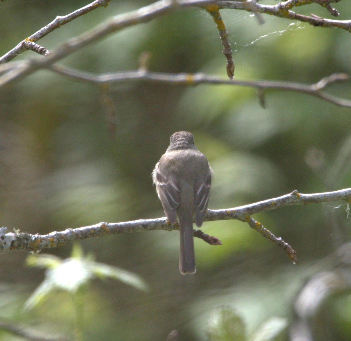 Dusky Flycatcher - ML618598153