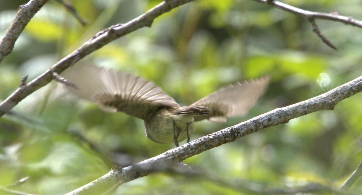 Dusky Flycatcher - ML618598154