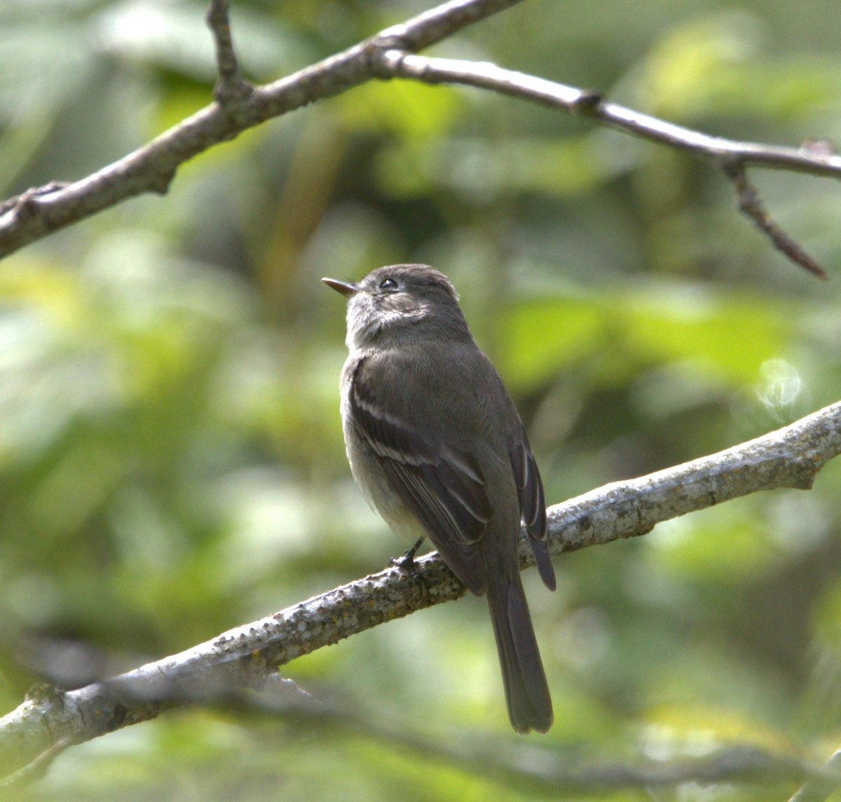 Dusky Flycatcher - ML618598155