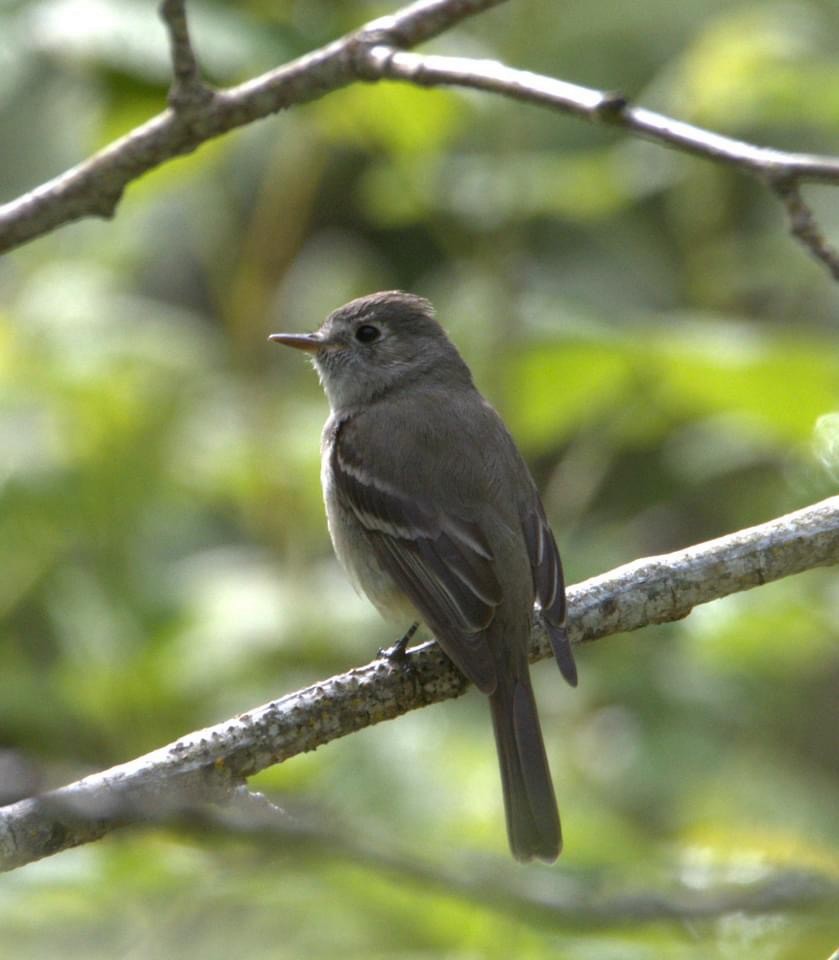 Dusky Flycatcher - ML618598157