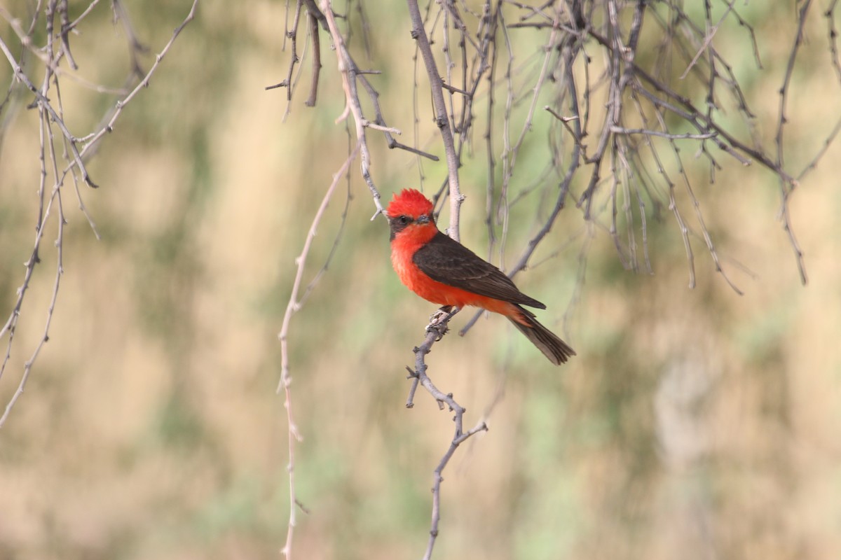 Vermilion Flycatcher - ML618598171