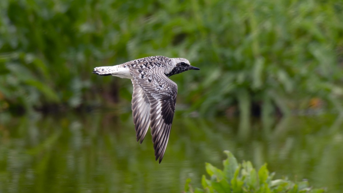 Black-bellied Plover - ML618598187