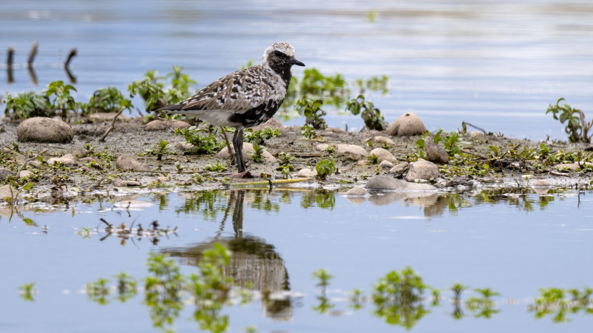 Black-bellied Plover - ML618598189