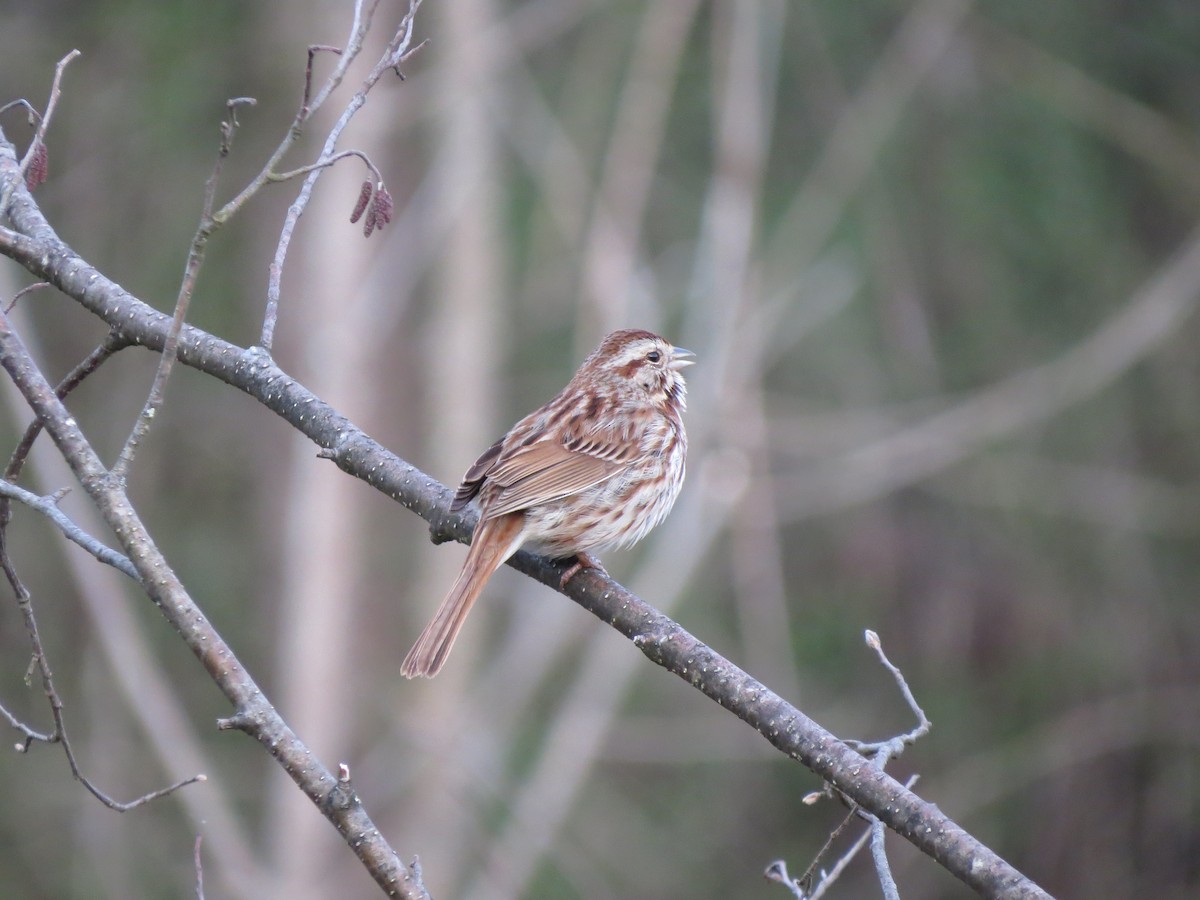 Song Sparrow - Jenifer Glagowski