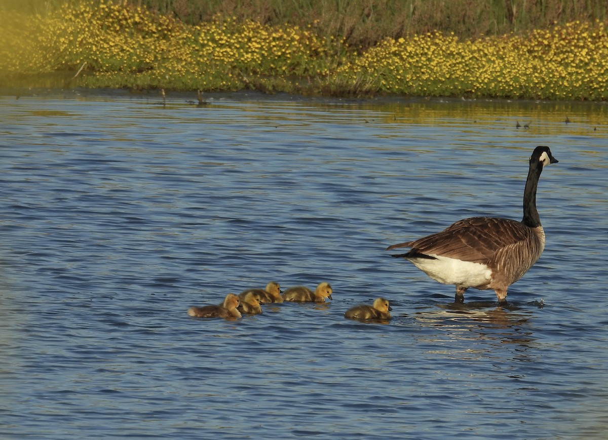 Canada Goose - Carolyn Willcox