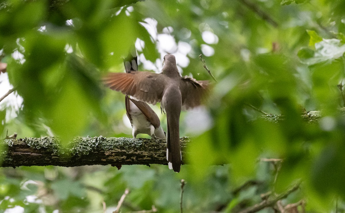 Yellow-billed Cuckoo - Taylor Long