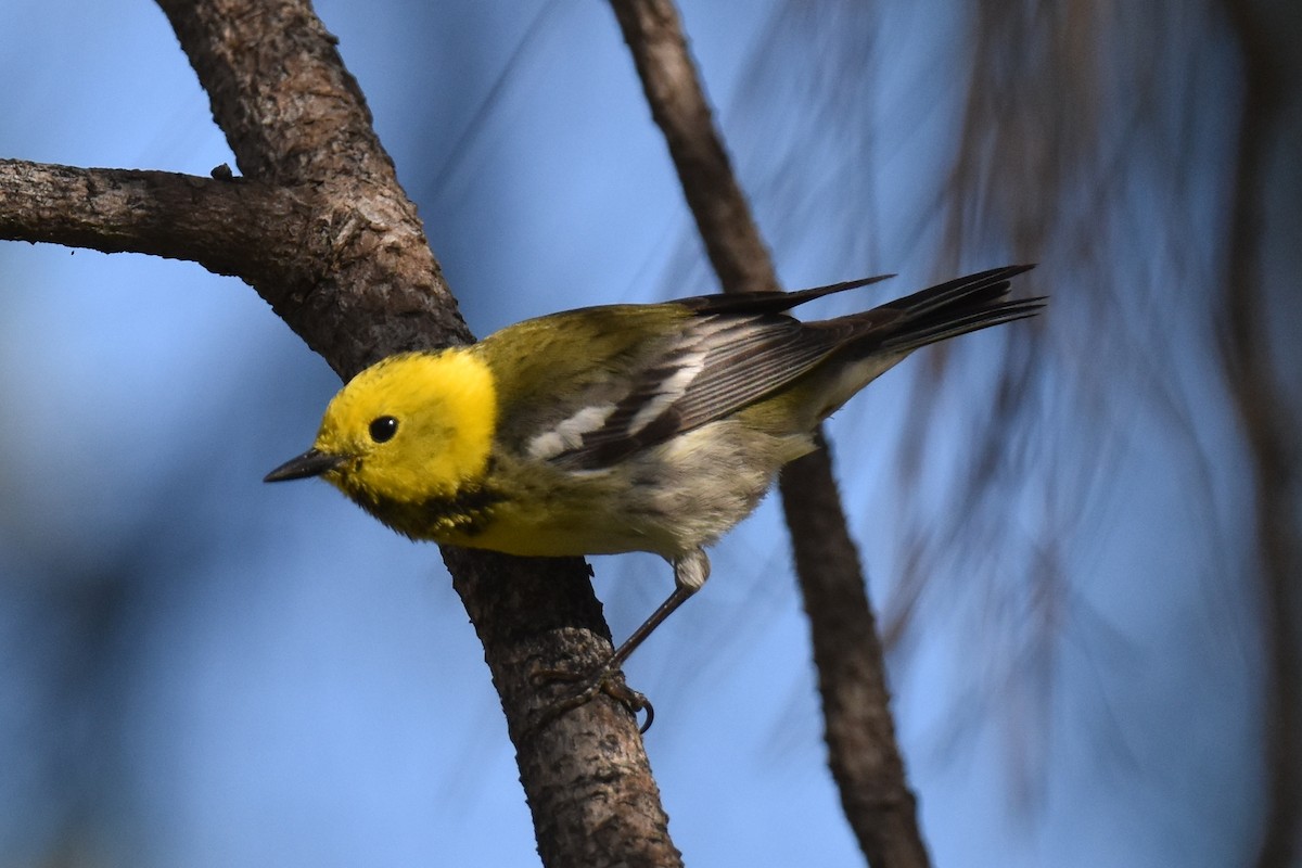 Townsend's x Hermit Warbler (hybrid) - Naresh Satyan