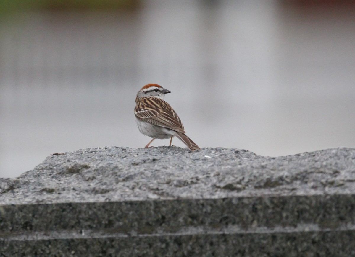 Chipping Sparrow - Theresa Gessing