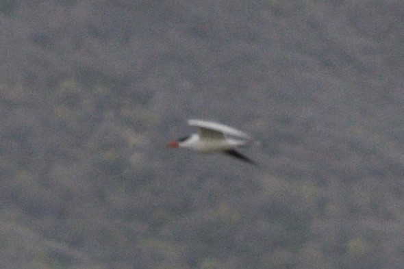 Caspian Tern - ML618598247