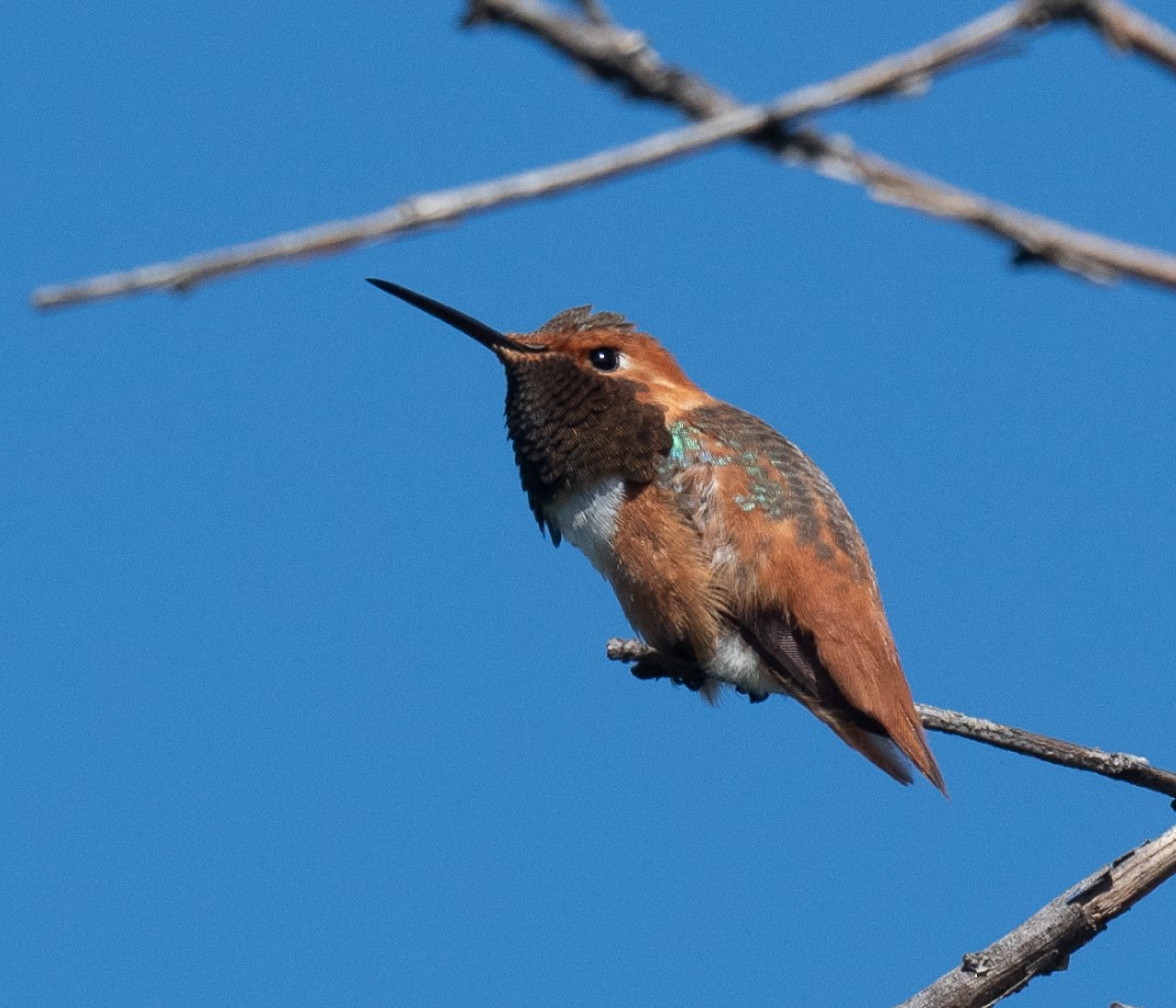 Rufous Hummingbird - ML618598250