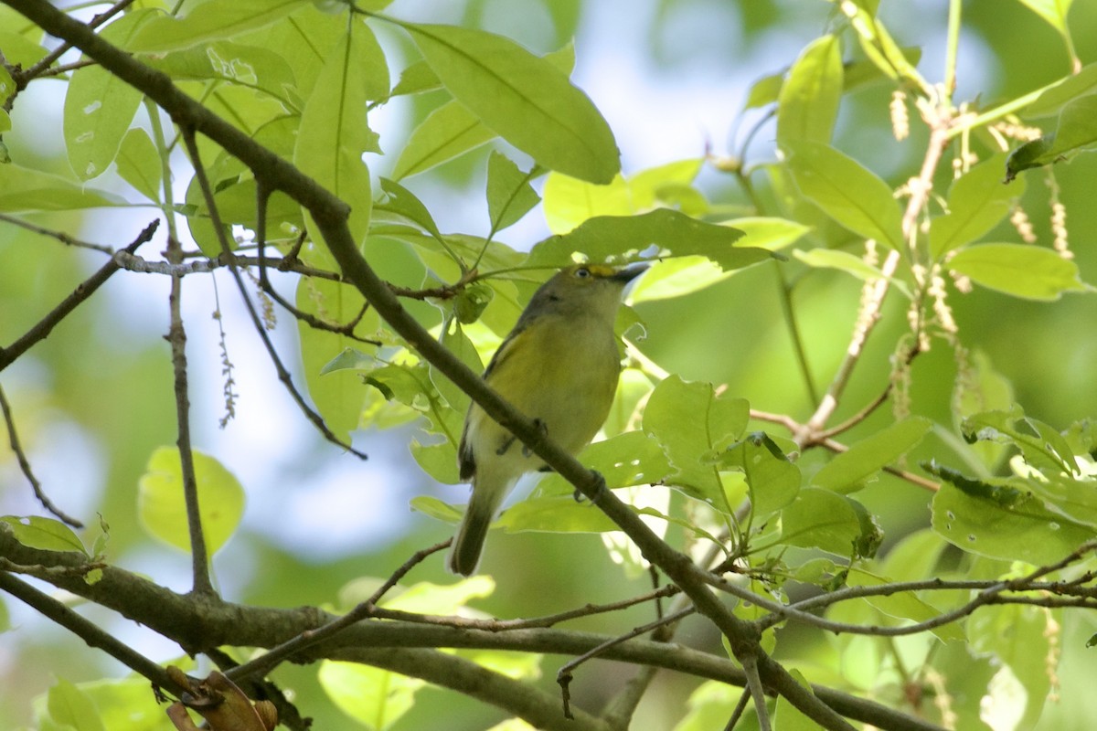 Vireo Ojiblanco - ML618598252