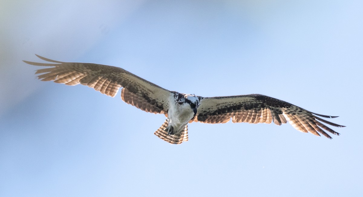 Águila Pescadora - ML618598272