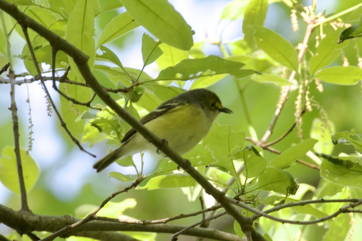 Vireo Ojiblanco - ML618598274