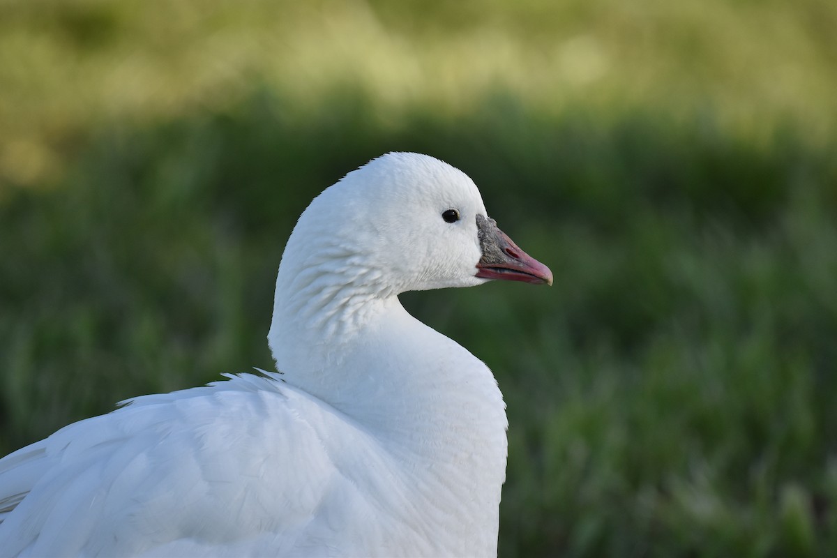 Snow/Ross's Goose - Naresh Satyan