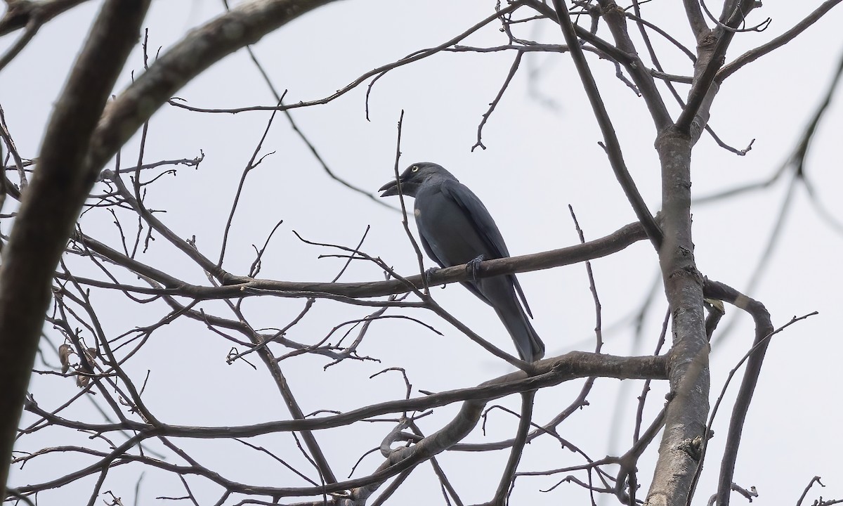 Bar-bellied Cuckooshrike - Paul Fenwick