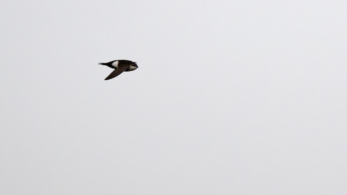 White-throated Swift - ML618598309