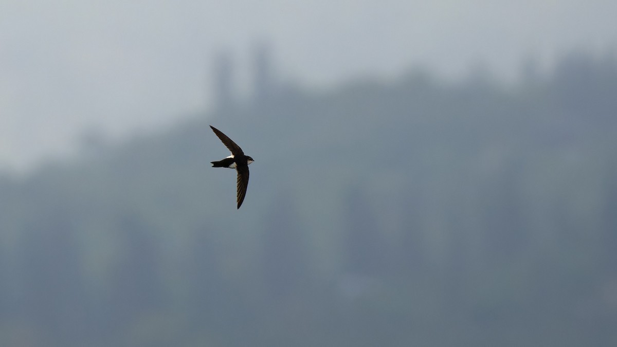 White-throated Swift - ML618598310