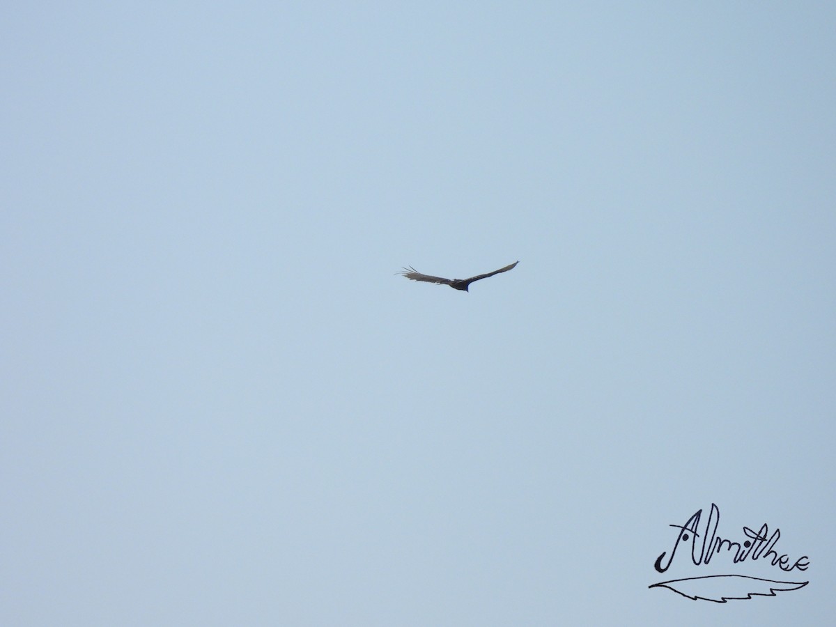 Turkey Vulture - ML618598322