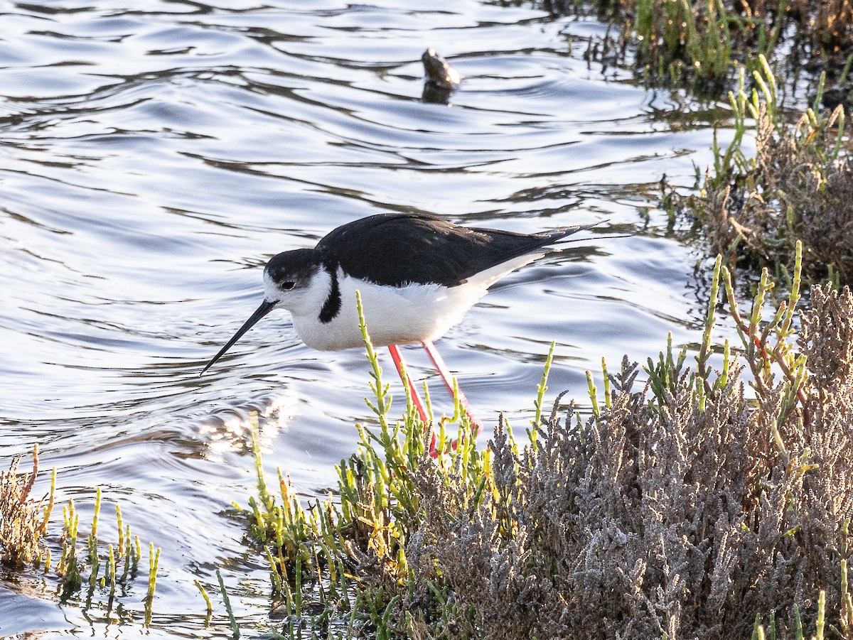 Black-winged Stilt - ML618598333