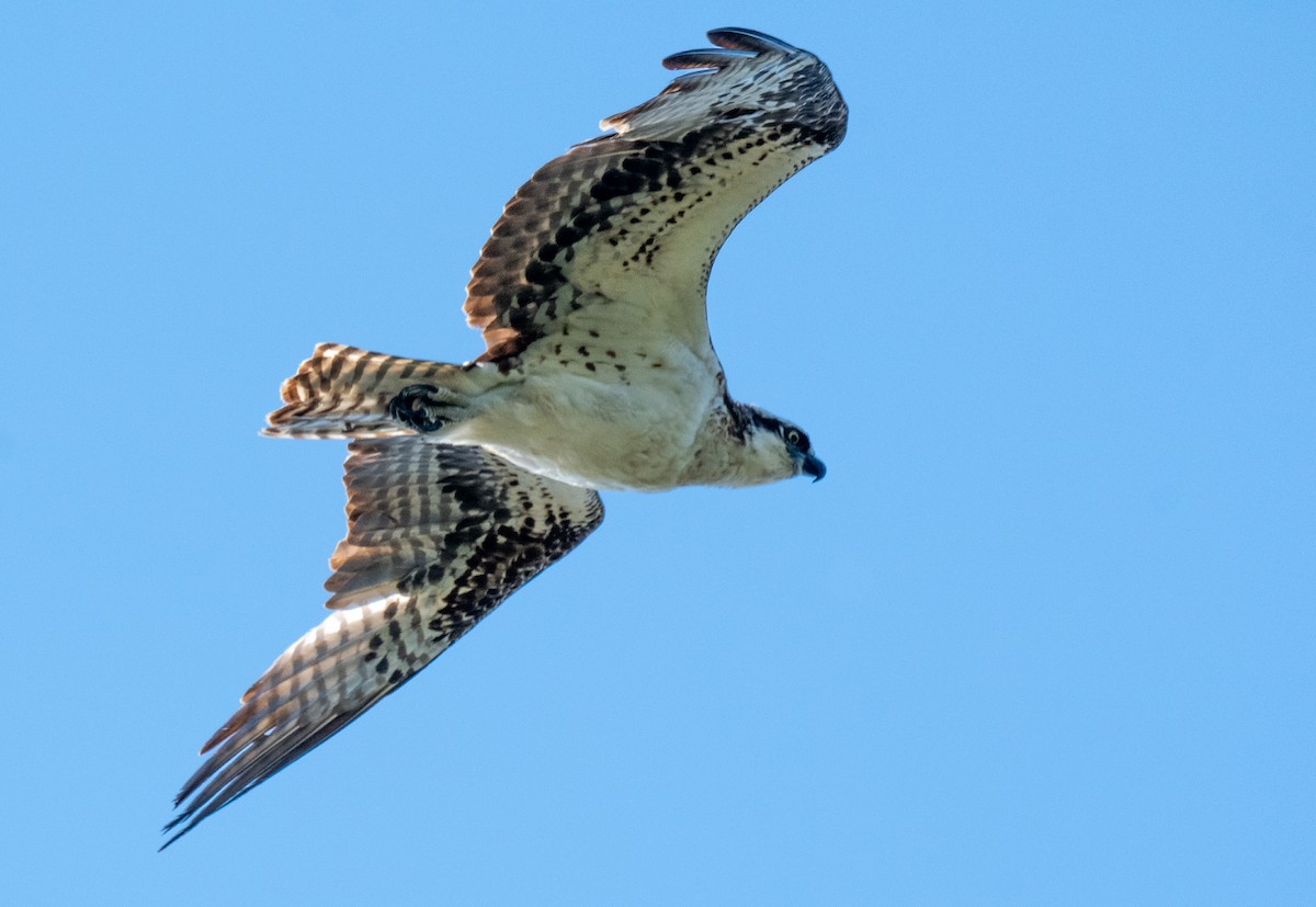 Balbuzard pêcheur - ML618598371