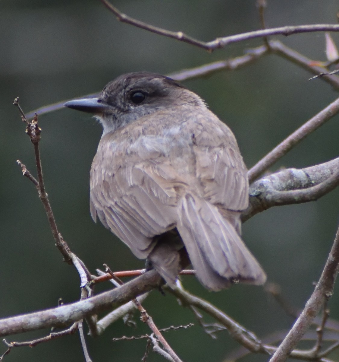 Crowned Slaty Flycatcher - German Biermann