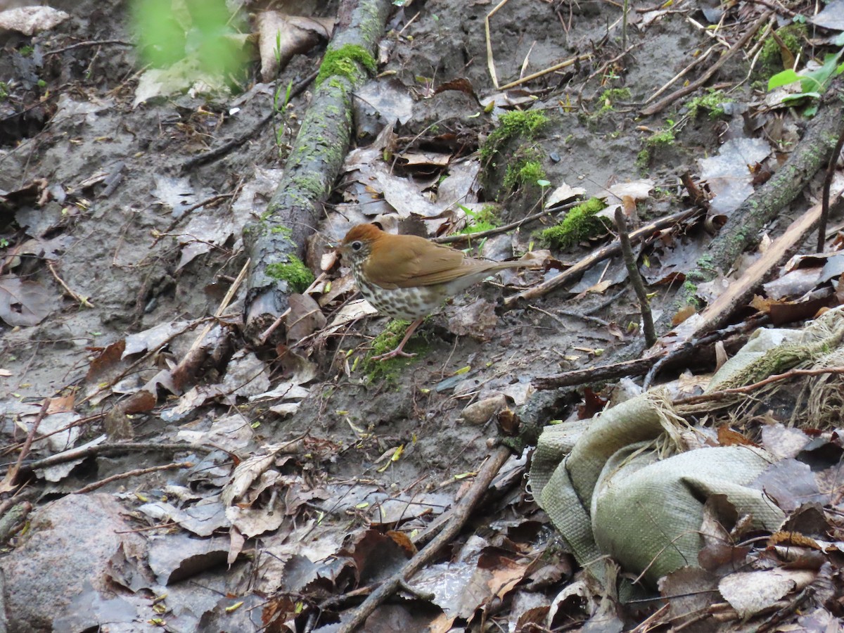 Wood Thrush - ML618598398