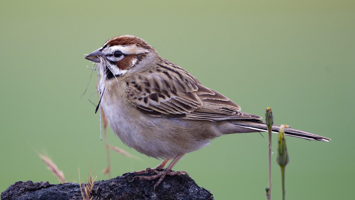 Lark Sparrow - ML618598404