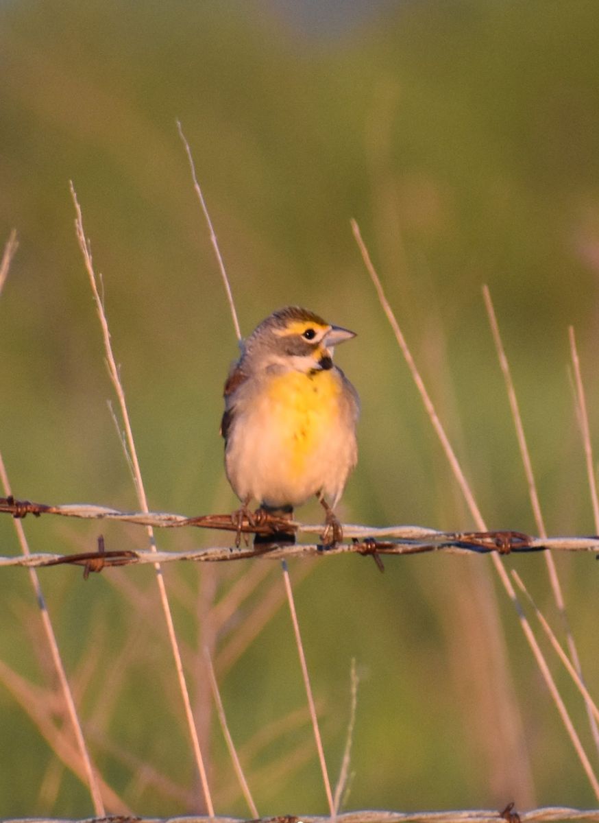 Dickcissel - ML618598406