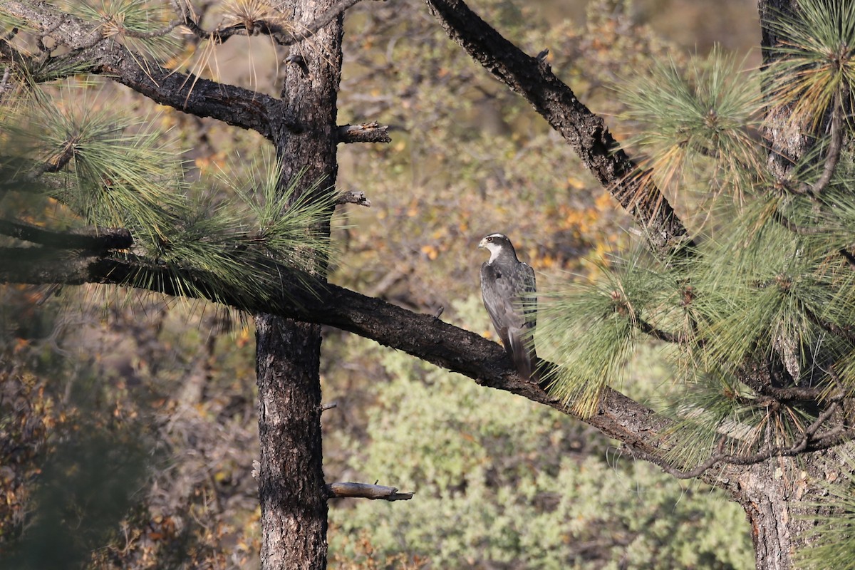 American Goshawk - ML618598410