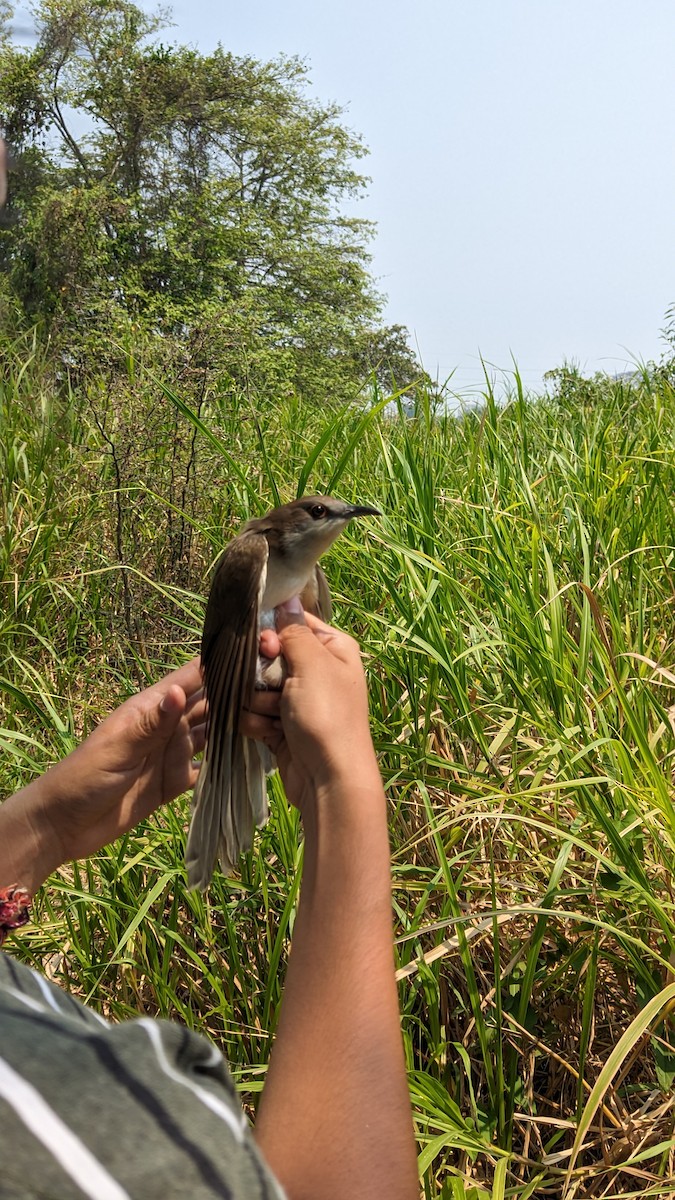 Black-billed Cuckoo - ML618598418