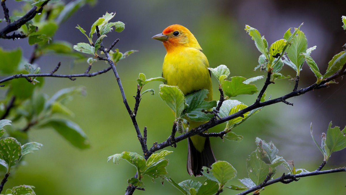 Western Tanager - ML618598442